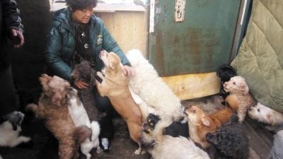 老两口为流浪猫狗搭建家