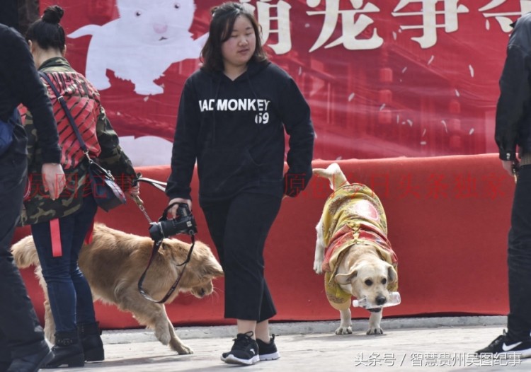 贵州下司名犬诞生地举行宠物犬集会吸引养狗人士积极响应