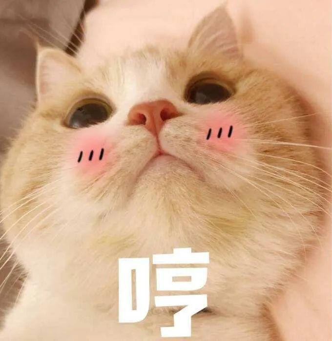 天气骤降！北方的猫：我们有暖气！南方的猫：我们有一身正气