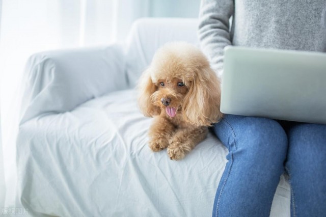 宠物智商排行榜贵宾犬智商第二你了解多少